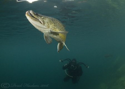 Mark with Hookie. Capernwray. D200, 10.5mm. by Derek Haslam 